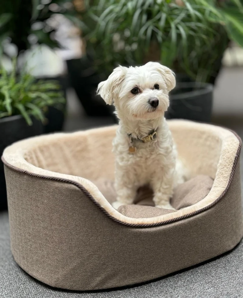 Barkly Nero Hundebett – Hellbraun