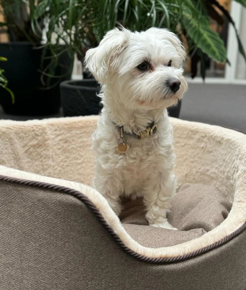 Barkly Nero Hundebett – Hellbraun
