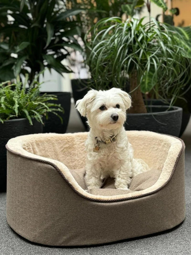 Barkly Nero Hundebett – Hellbraun