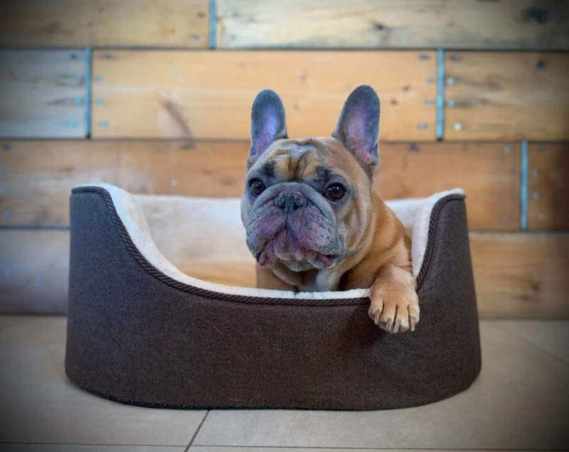 Barkly Nero Hundebett – Dunkelbraun
