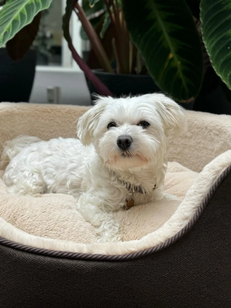 Barkly Nero Hundebett – Dunkelbraun