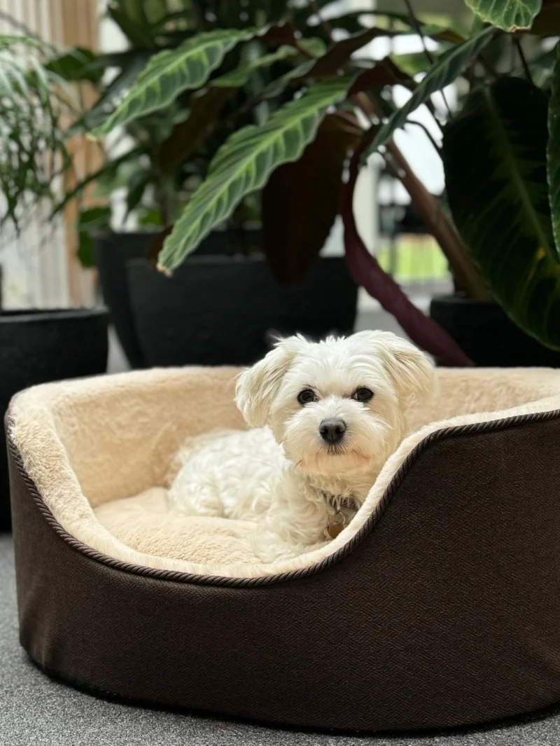 Barkly Nero Hundebett – Dunkelbraun