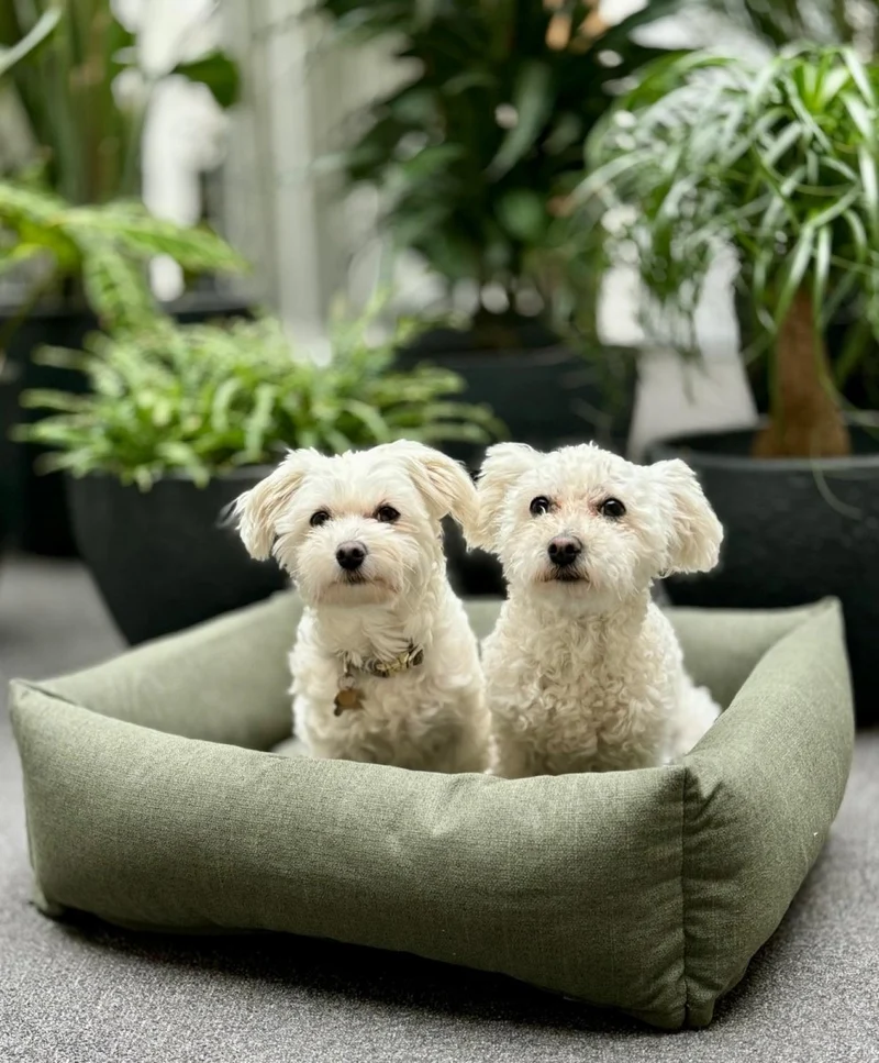 Barkly Felia Hundebett – Wintermoos