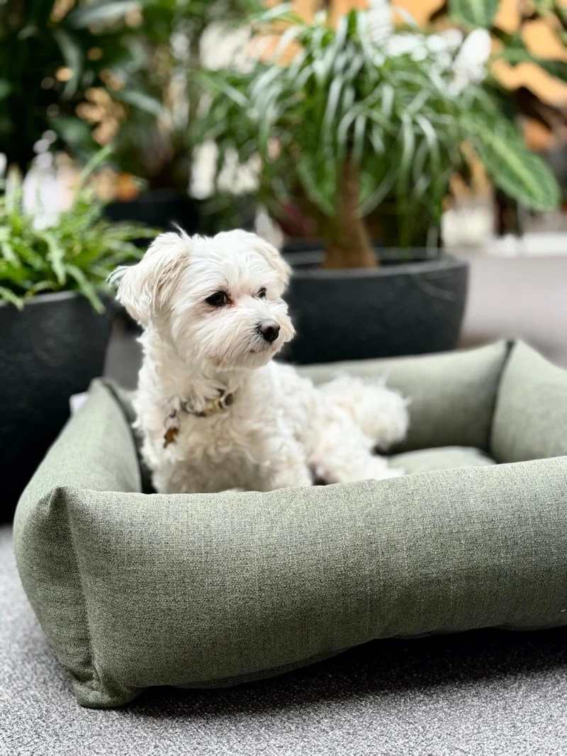 Barkly Felia Hundebett – Wintermoos