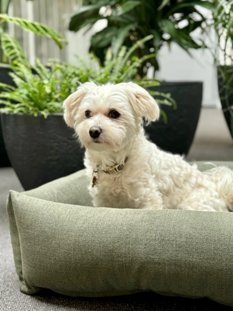 Barkly Felia Hundebett – Wintermoos