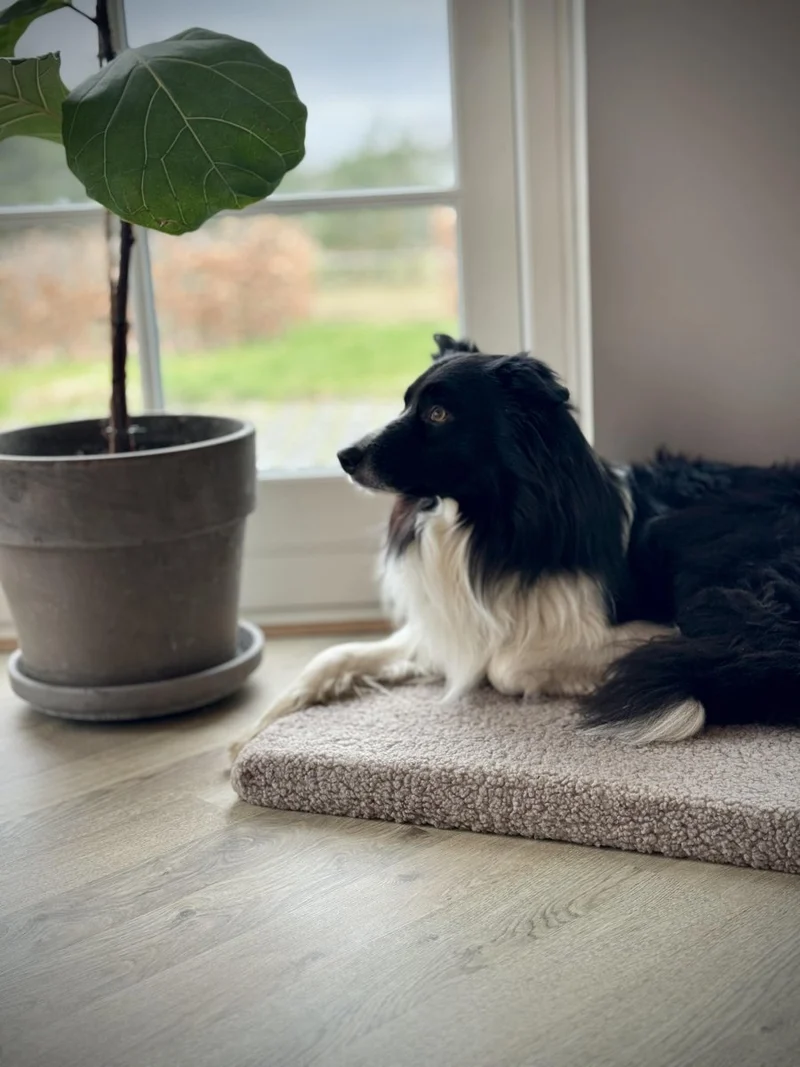Barkly Ally Hundematratze aus Memory-Schaum – Reisbraun