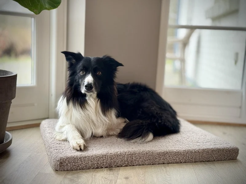 Barkly Ally Hundematratze aus Memory-Schaum – Reisbraun