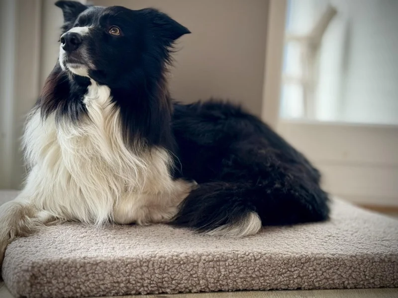 Barkly Ally Hundematratze aus Memory-Schaum – Reisbraun