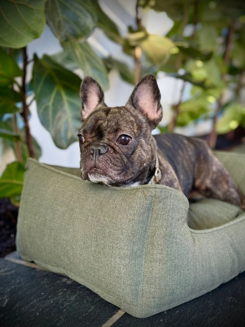 Barkly Elliot Hundebett – Wintermoos