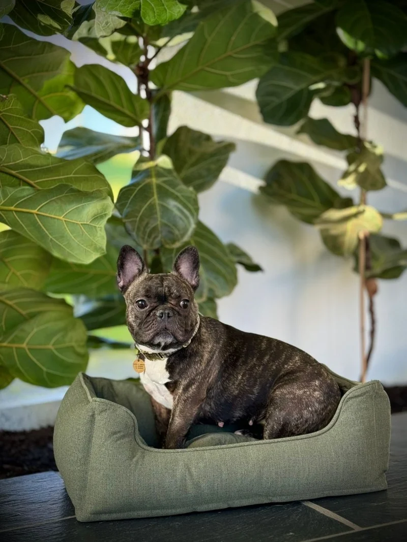 Barkly Elliot Hundebett – Wintermoos