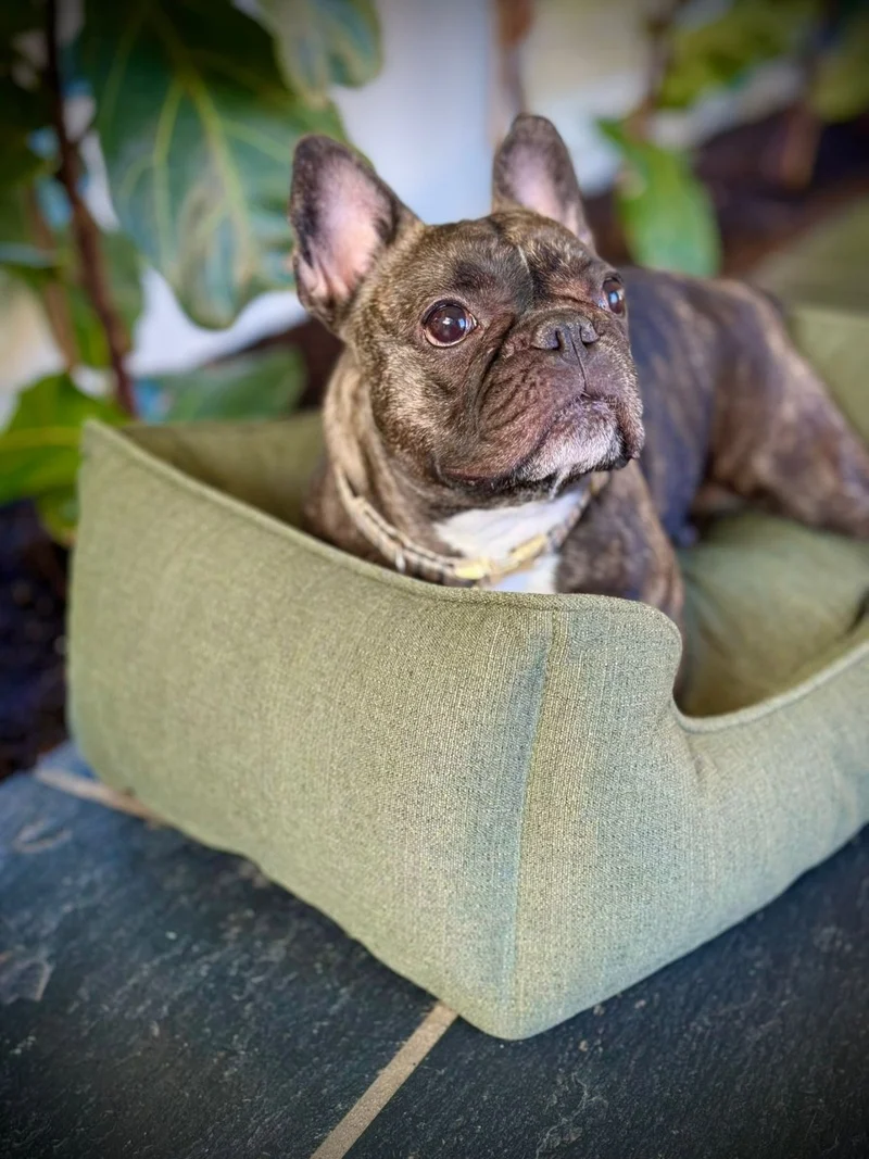 Barkly Elliot Hundebett – Wintermoos