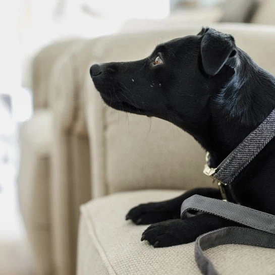 Kentucky Hundehalsband Wolle - Grau