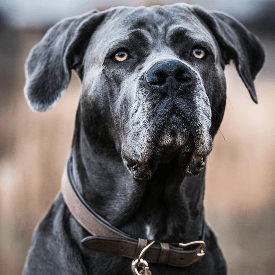 Kentucky Hundehalsband Samtleder