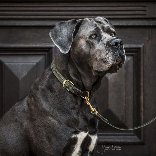 Kentucky Geflochtenes Nylon-Hundehalsband - Olivgrün