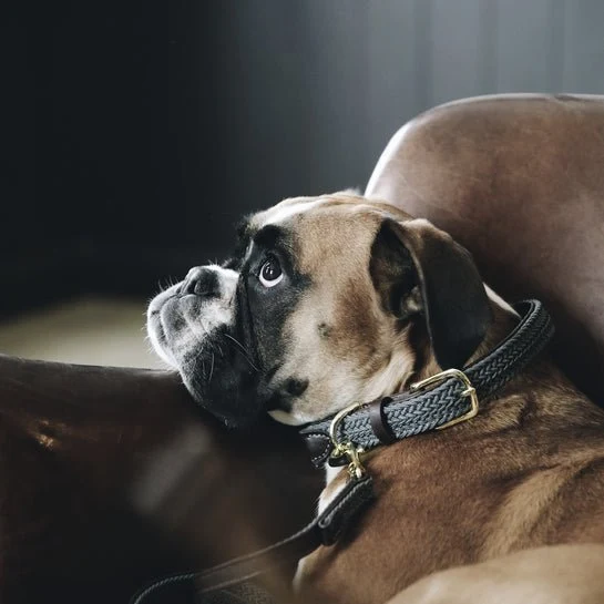 Kentucky Geflochtenes Nylon Hundehalsband - Grau