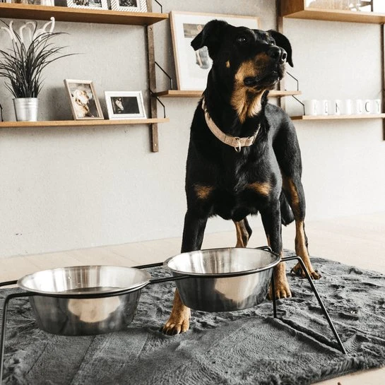 Kentucky Hundenapf Comfort Feeder - Schwarz