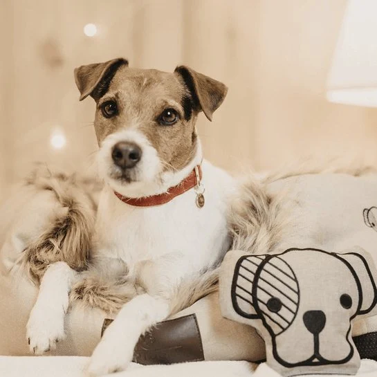 Kentucky Hundespielzeug - Hundekopf