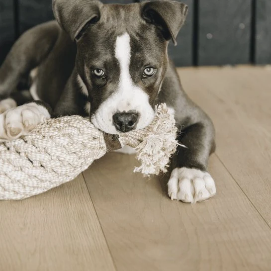 Kentucky Hundespielzeug Baumwollseil Ananas
