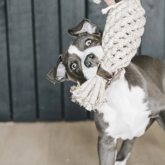 Kentucky Hundespielzeug Baumwollseil Ananas