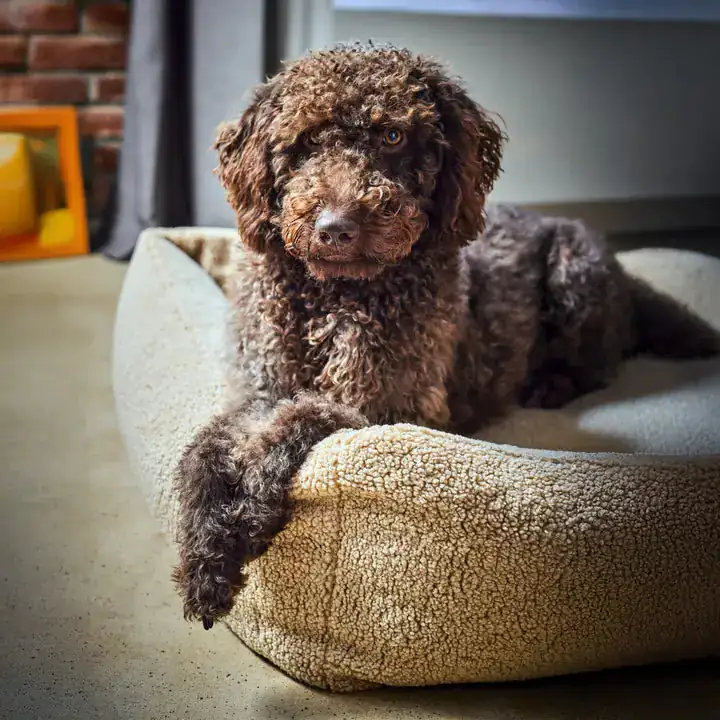Ortho Bett Teddy