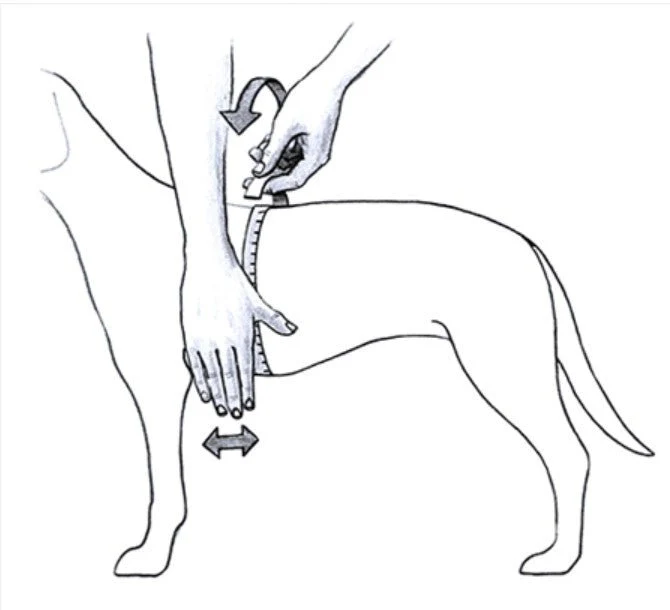 Julius Geschirr – „K9 IDC“ – Schwarz