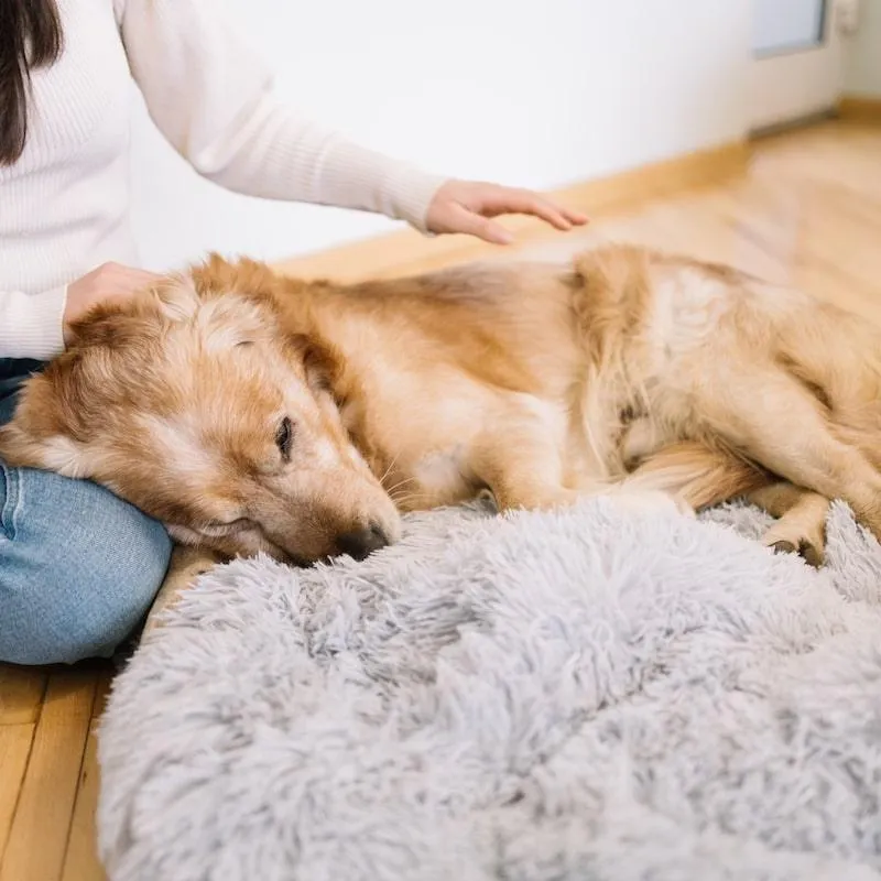 Calming Cuddle Bed - Pink