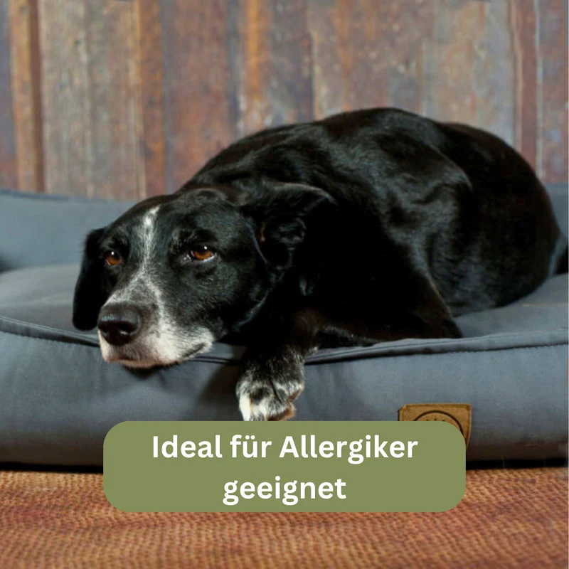 Orthopädisches Hundebett - Organic 95