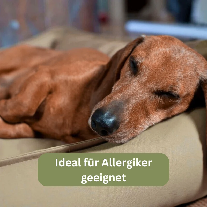 Orthopädisches Hundebett - Organic 95
