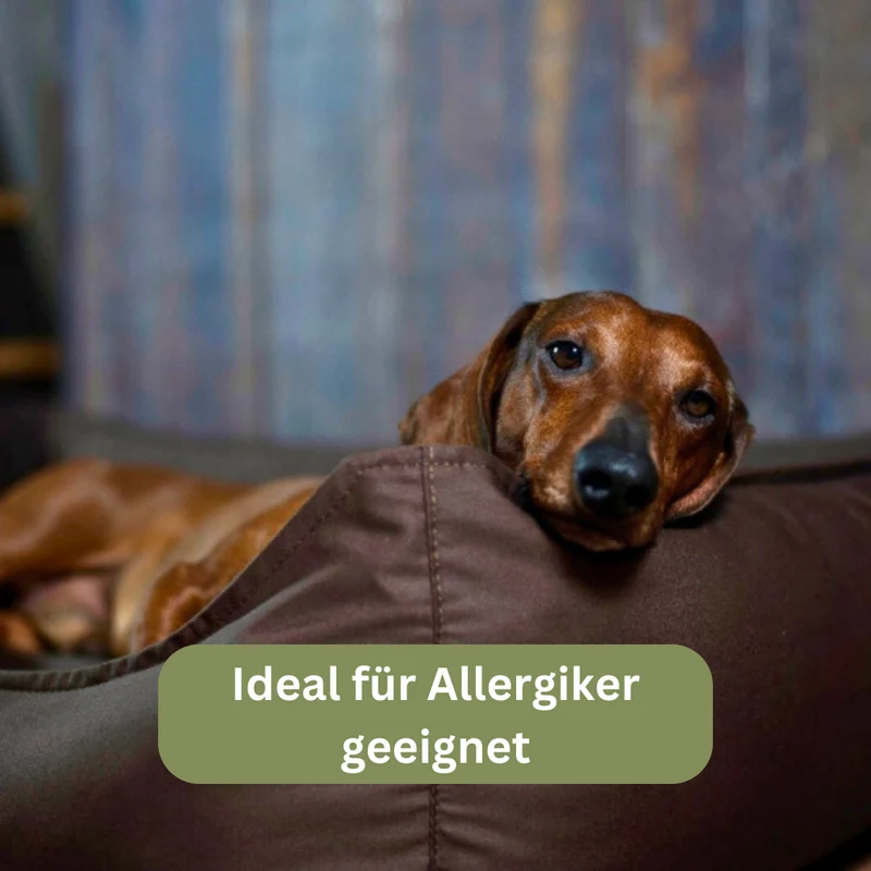 Orthopädisches Hundebett - Organic 95