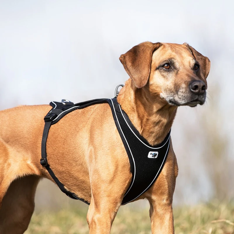 Curli Harness – „Belka Comfort Harness“ – Schwarz