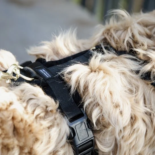 Kentucky Hundegeschirr Active Velvet - Schwarz