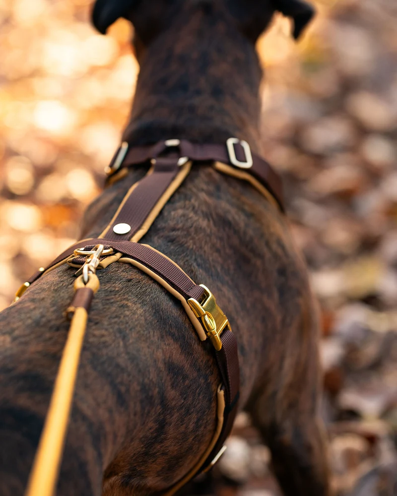 Hundegeschirr Softie KARAMELL