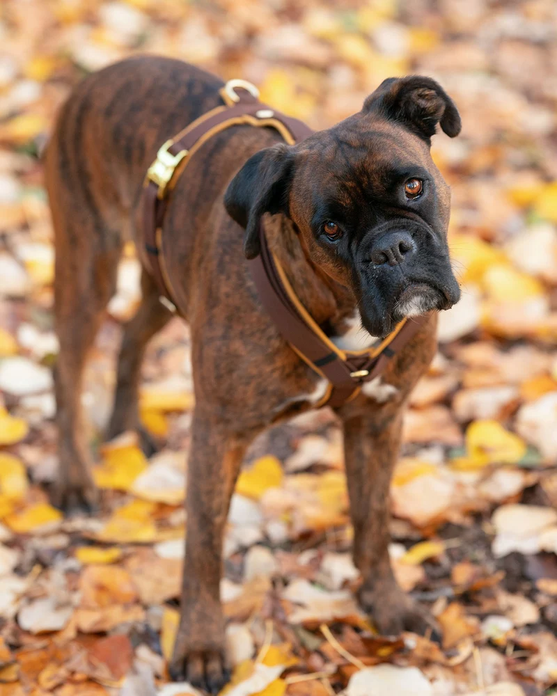 Hundegeschirr Softie KARAMELL