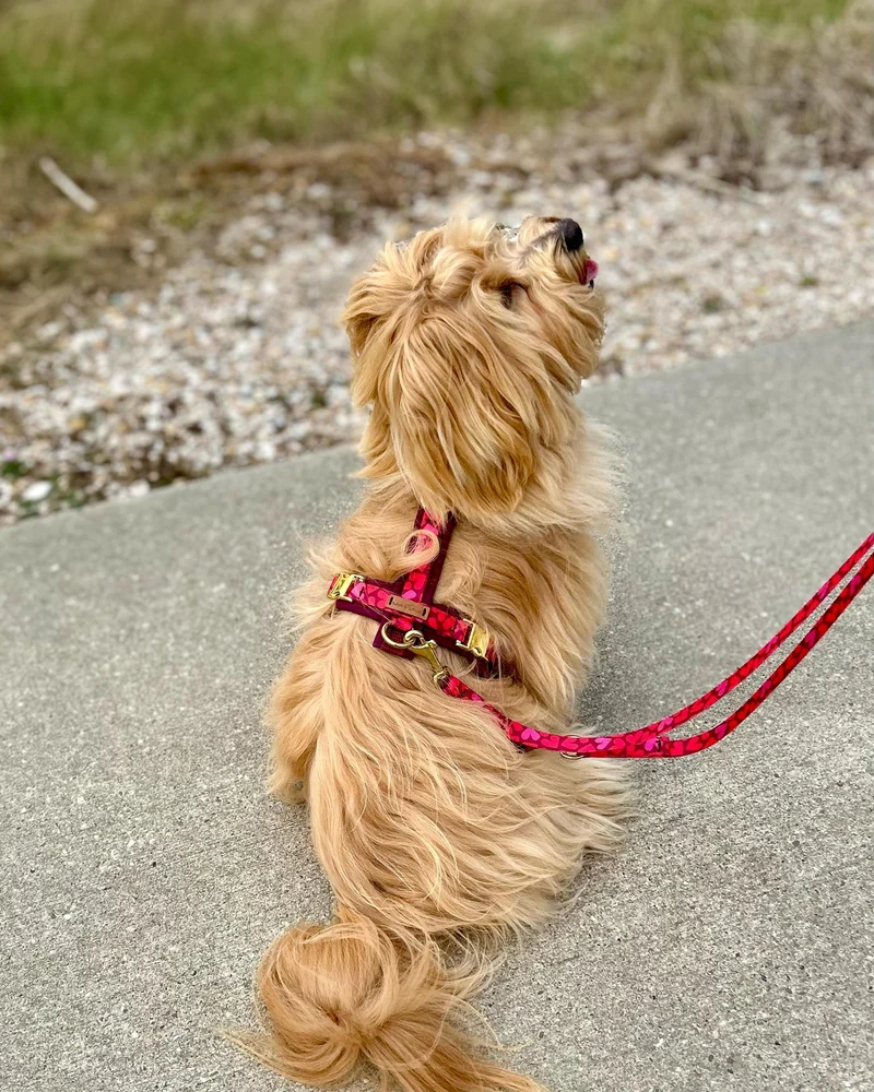 Hundegeschirr HERZKLOPFEN