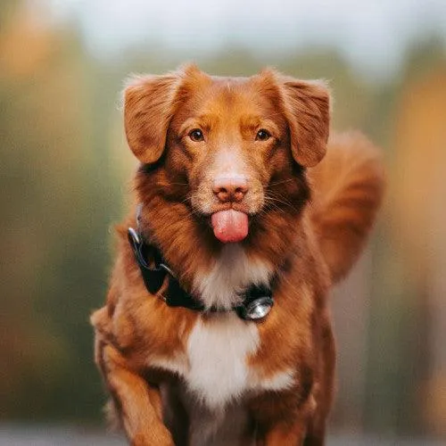 Orbiloc Lights – „Dog Dual“
