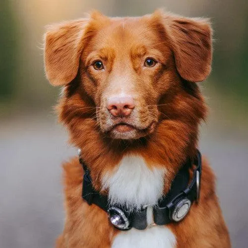 Orbiloc Lights – „Dog Dual“