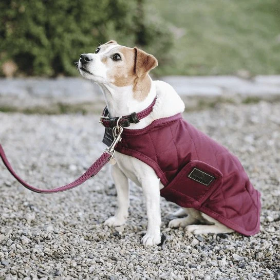 Kentucky Geflochtene Nylon-Hundeleine - Bordeaux