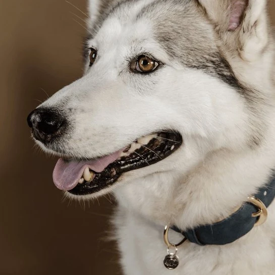 Kentucky Hundehalsband aus veganem Leder - Navy/Beige