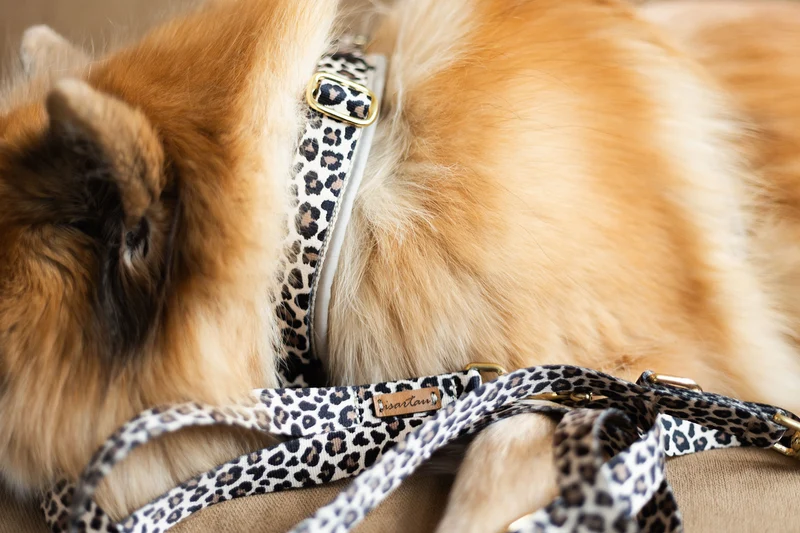 Hundegeschirr LEO