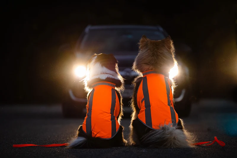 Hundewarnweste Neonorange