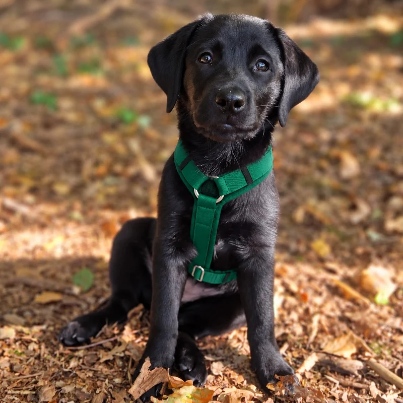 Hundegeschirr Softie GRÜN