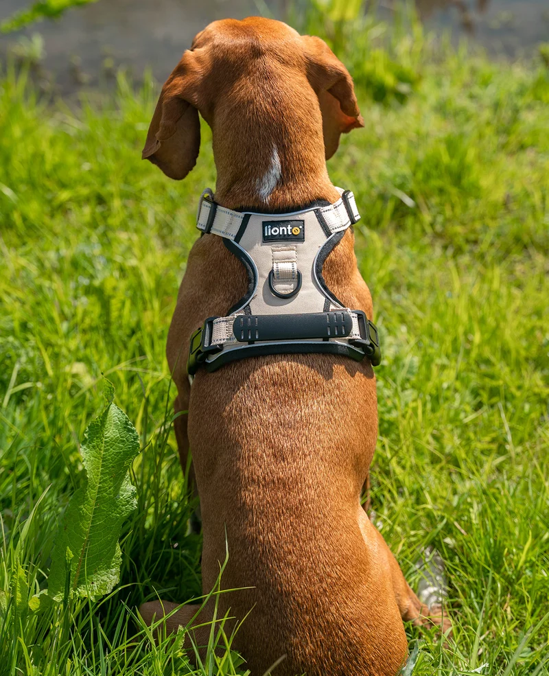 Hundegeschirr gepolstert und reflektierend