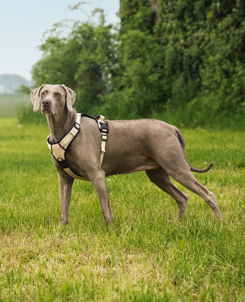 Hundegeschirr gepolstert und reflektierend