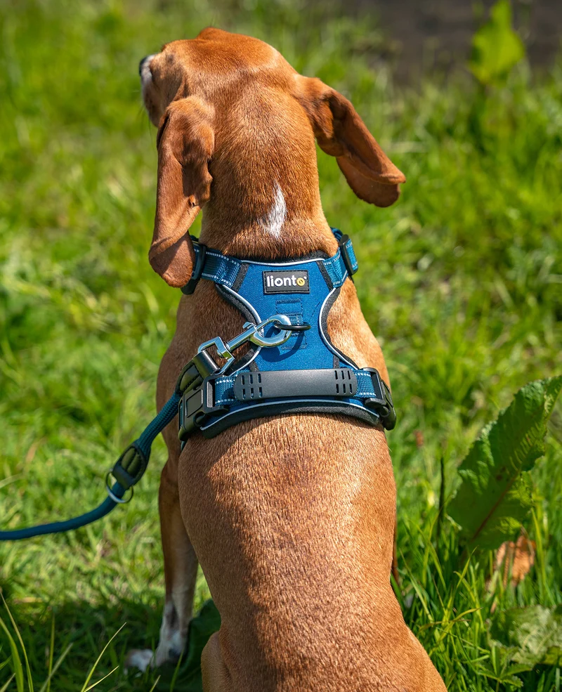 Hundegeschirr gepolstert und reflektierend