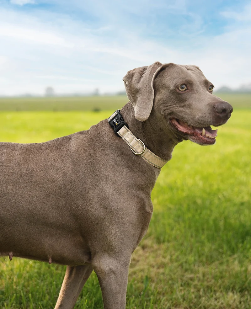 Hundehalsband gepolstert, reflektierend und wasserfest