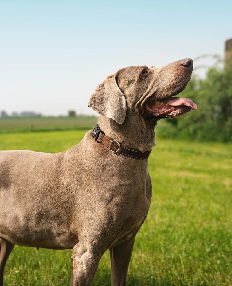Hundehalsband gepolstert, reflektierend und wasserfest