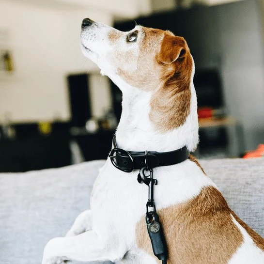 Kentucky Hundehalsband Soft Rubber - Schwarz
