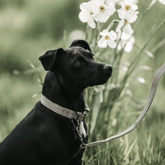 Kentucky Hundehalsband Eidechse - Beige