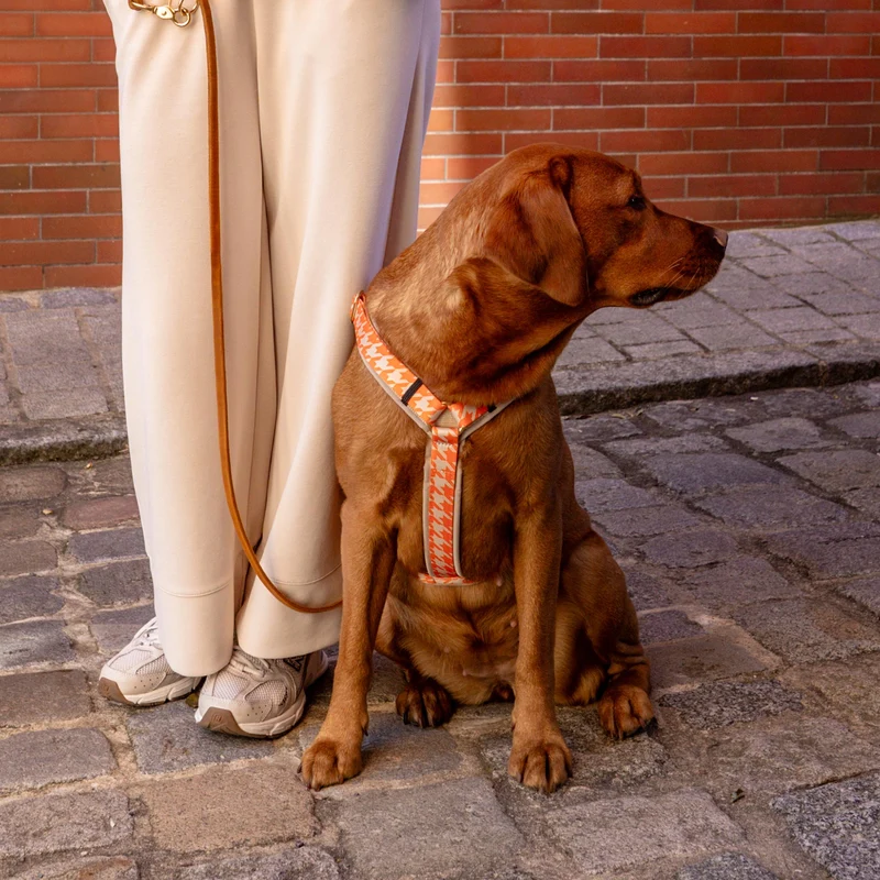 Hundegeschirr WANDLER