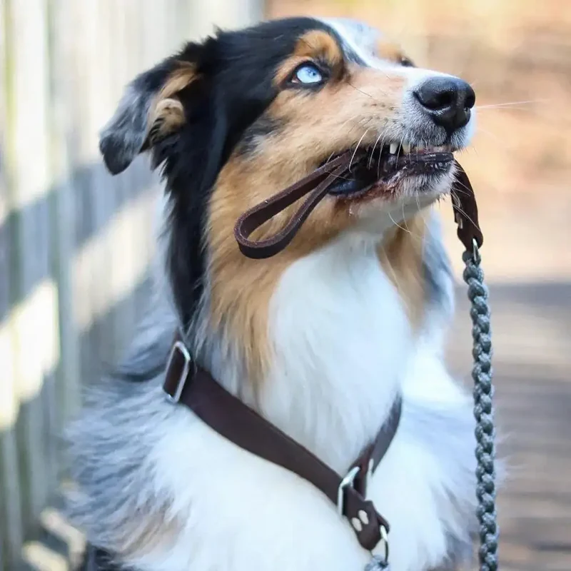 Touch of Leather Retrieverleine
